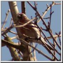 Carduelis flammea - Birkenzeisig 01.jpg